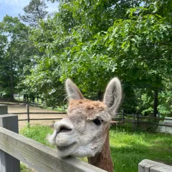 Coonamessett Farm - Falmouth