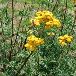 Coonamessett Farm - Falmouth