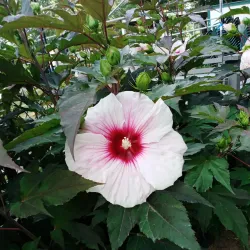 Coonamessett Farm - Falmouth