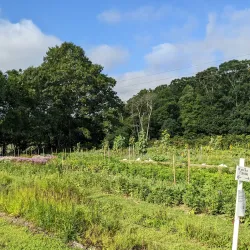 Coonamessett Farm - Falmouth
