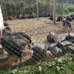 Coonamessett Farm - Falmouth