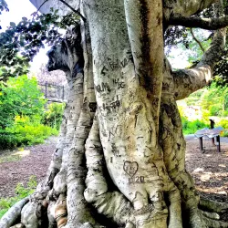 Highfield Hall & Gardens - Falmouth