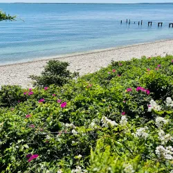 Shining Sea Bikeway - Falmouth