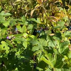 Shining Sea Trail at Sippewissett Marsh - Falmouth