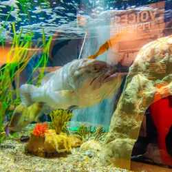 Woods Hole Science Aquarium - Falmouth