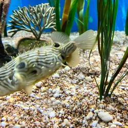 Woods Hole Science Aquarium - Falmouth