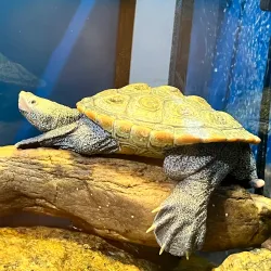 Woods Hole Science Aquarium - Falmouth