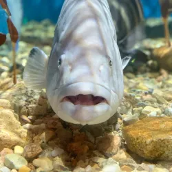 Woods Hole Science Aquarium - Falmouth