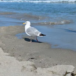 Good Harbor Beach - Gloucester