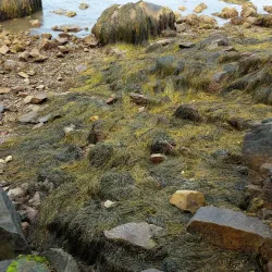 Rocky Neck Art Colony - Gloucester