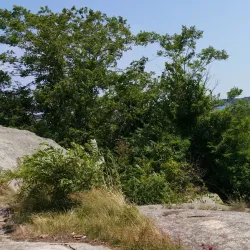 Rocky Neck Art Colony - Gloucester