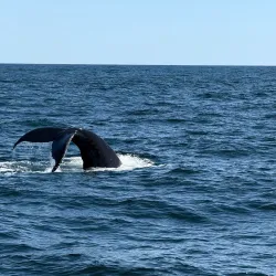 Whale Watching Tours - Gloucester