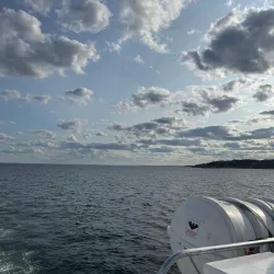 Whale Watching Tours - Gloucester