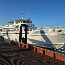 Whale Watching Tours - Gloucester