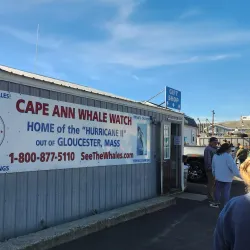 Whale Watching Tours - Gloucester