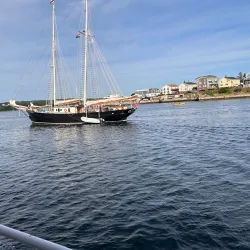 Whale Watching Tours - Gloucester