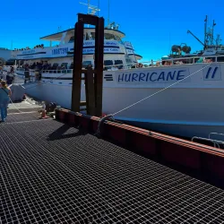 Whale Watching Tours - Gloucester