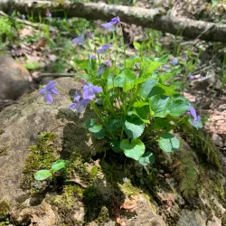 Bartholomew's Cobble - Great Barrington