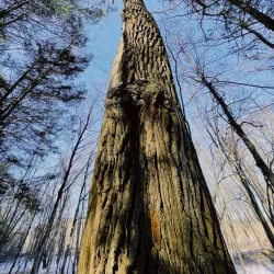 Bartholomew's Cobble - Great Barrington