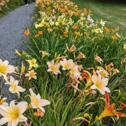 Berkshire Botanical Garden - Great Barrington