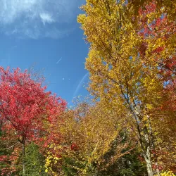 Mount Washington State Forest - Great Barrington