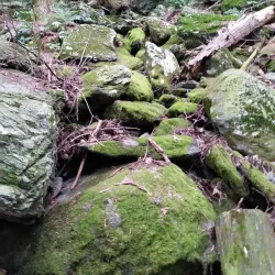 Mount Washington State Forest - Great Barrington