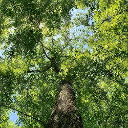 Mount Washington State Forest - Great Barrington