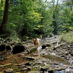 Mount Washington State Forest - Great Barrington