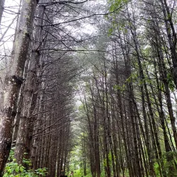 W.E.B. Du Bois Boyhood Homesite - Great Barrington