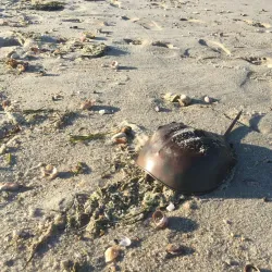 Kalmus Beach - Hyannis