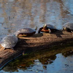 Jones River Landing - Kingston