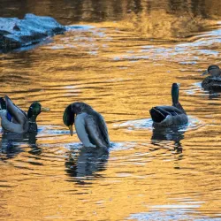 Jones River Landing - Kingston