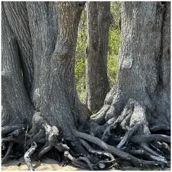 Wapping Road Conservation Area - Kingston