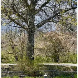 Wapping Road Conservation Area - Kingston
