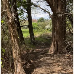Wapping Road Conservation Area - Kingston