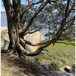 Wapping Road Conservation Area - Kingston