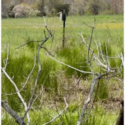 Wapping Road Conservation Area - Kingston