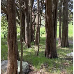 Wapping Road Conservation Area - Kingston