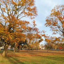 Campagnone Common - Lawrence