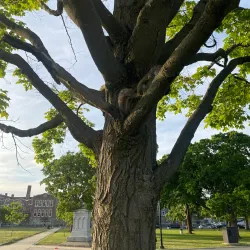 Campagnone Common - Lawrence