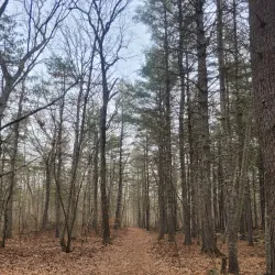 Estabrook Woods - Lexington