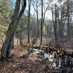 Estabrook Woods - Lexington