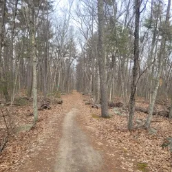 Estabrook Woods - Lexington