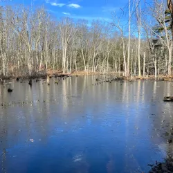 Estabrook Woods - Lexington