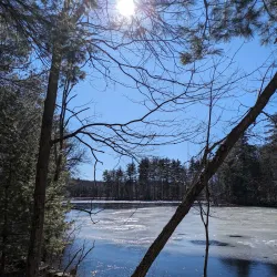 Estabrook Woods - Lexington