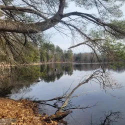 Estabrook Woods - Lexington