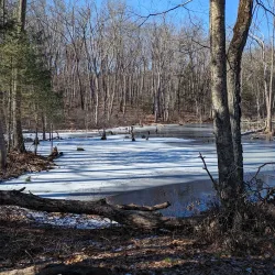 Estabrook Woods - Lexington