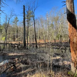 Estabrook Woods - Lexington