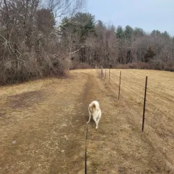 Estabrook Woods - Lexington