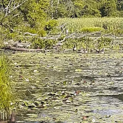 Longmeadow Historic District - Longmeadow